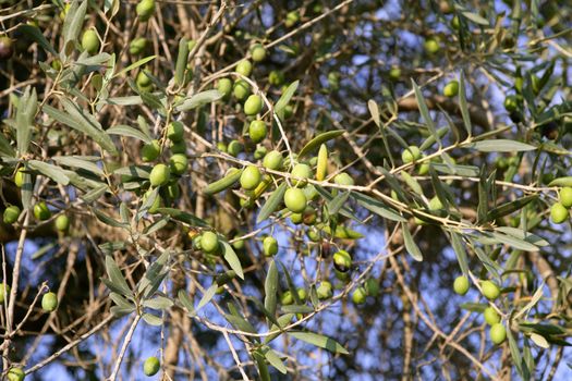 Olive field trees, branch details with olives growing