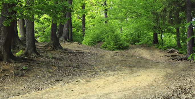 Footpath in a beautiful green summer forest.