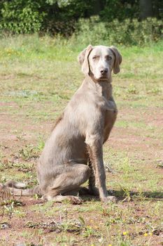 Weimaraner Vorstehhund wartet aufmerksam auf ein Komando	
Pointing Weimaraner attention to a waiting Komando