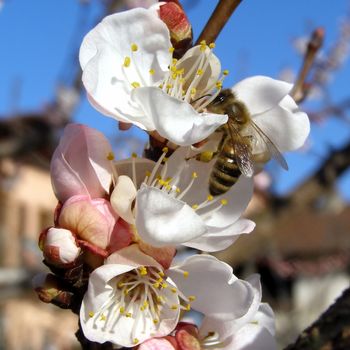 Bee fetching nectar from an apricot fruit tree flower
