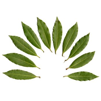 Crown of Laurus leaves isolated over white