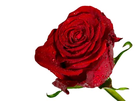 Single beautiful Red Rose isolated on white.