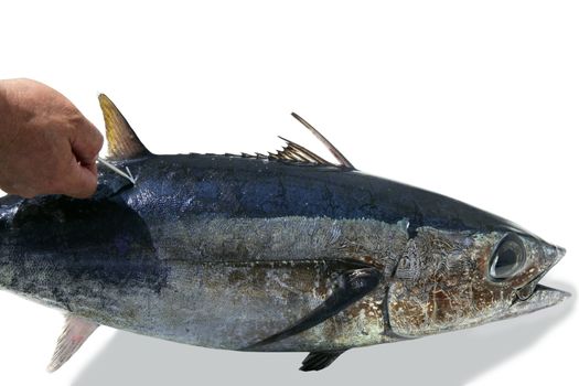 Mediterranean tuna albacore fish mark and release to conservation