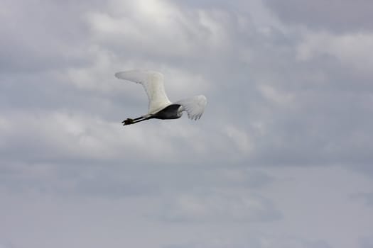 seagull in nature