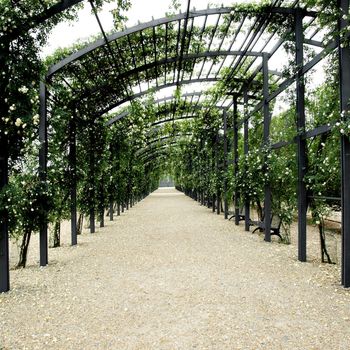 Shaded path under garden pergola of white wild roses