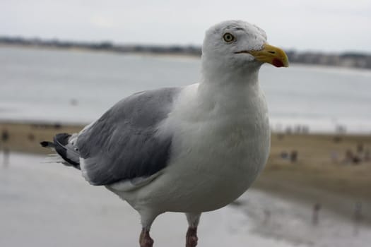 seagull in nature