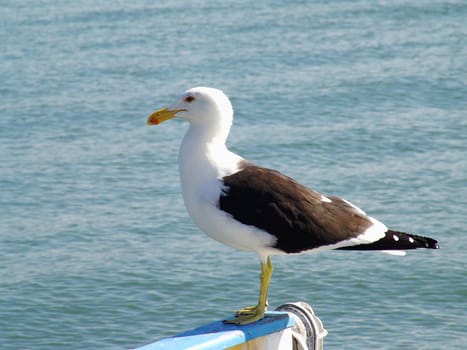 seagull in nature