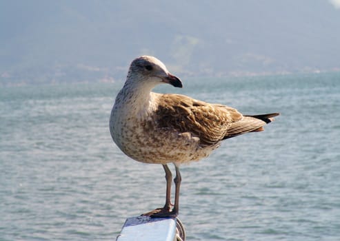 seagull in nature