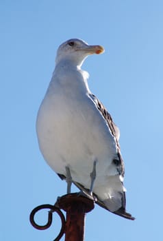 seagull in nature