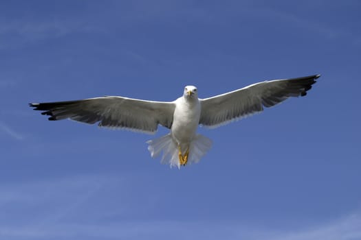 seagull in nature