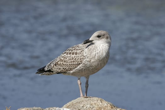 seagull in nature