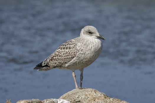 seagull in nature