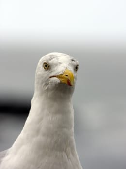 seagull in nature