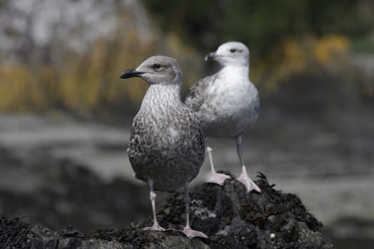 seagull in nature