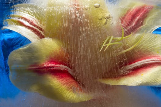 A lily in ice. Macro. Frozen beautiful flower 