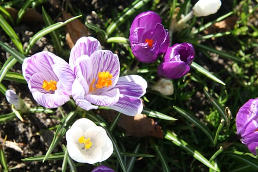 A group of different shades of crocussus in the sunlight
