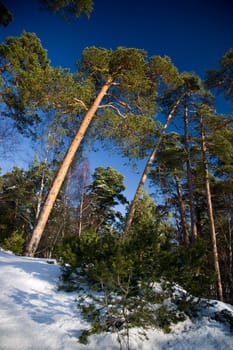 Snow Winter day
