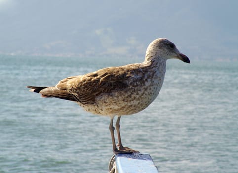 portrait of a young and wild seagull