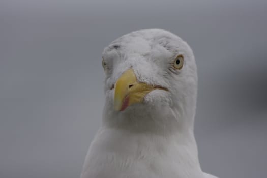 portrait of a young and wild seagull
