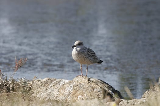 portrait of a young and wild seagull