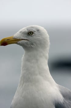 portrait of a young and wild seagull