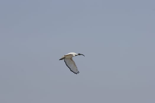 portrait of a young and wild seagull