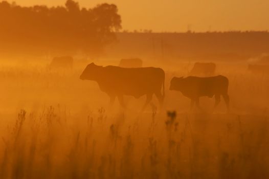 Cows in Africa during a drought, walking in a cloud of dust at sunset.