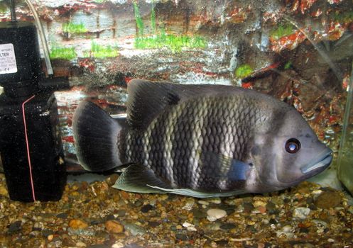 Striped fish in an aquarium