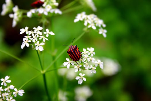 Red, black, white