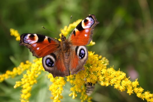 Butterfly on flower