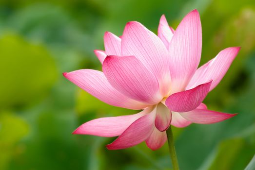 It is the beautiful lotus flower photo.