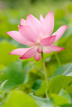 It is the beautiful lotus flower photo.