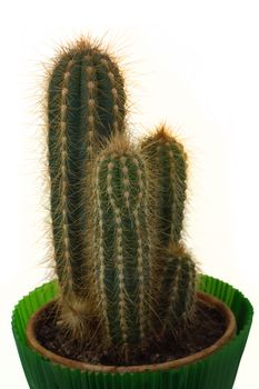 Cactus on a green pot, isolated over white background