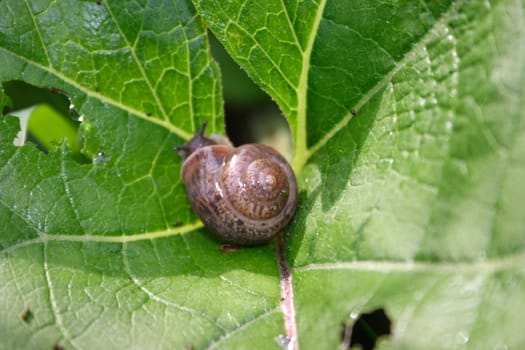 Snail on leaf