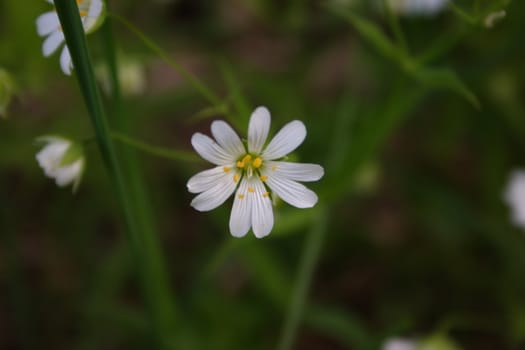 White, yellow, green