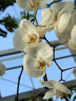 White orchids hanging in a garden