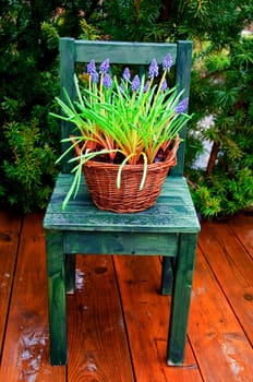 A basket of spring flowers on a small chair