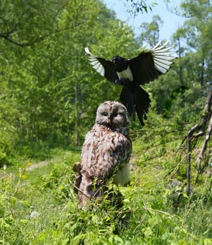 An aggressive magpie is attacking the owl sitting in the meadow