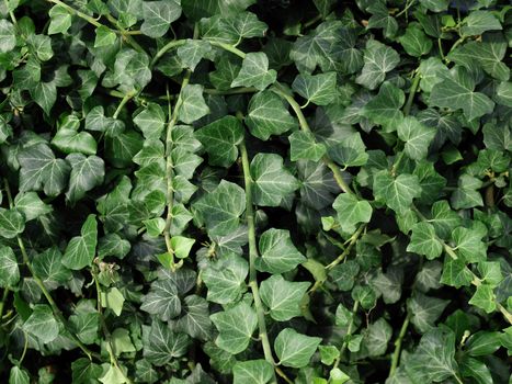 Green ivy plants useful as a background