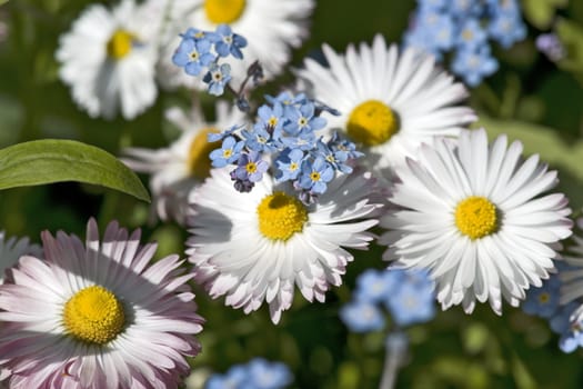 Pink daisies and forget-me-not flowers in the garden close up