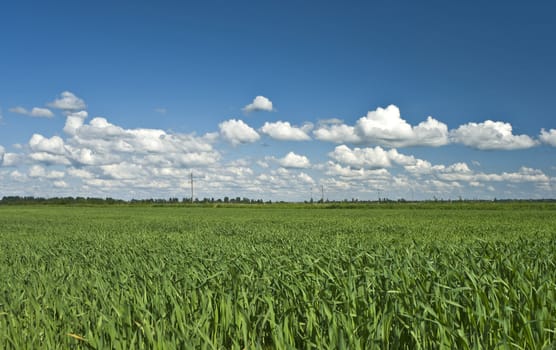 Field of green crop and blue sky with white clouds 