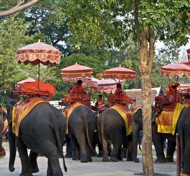 elephants in Ayuthaya thailand