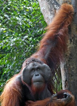  big orangutang