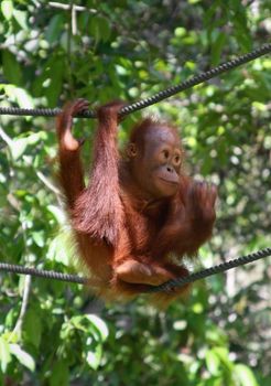 
 orangutan, in sarawak ( borneo )