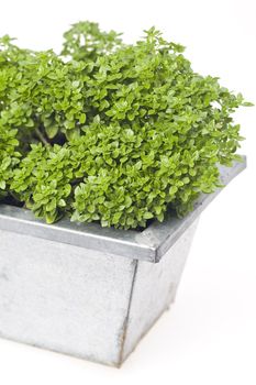 basil plant in a tin pot