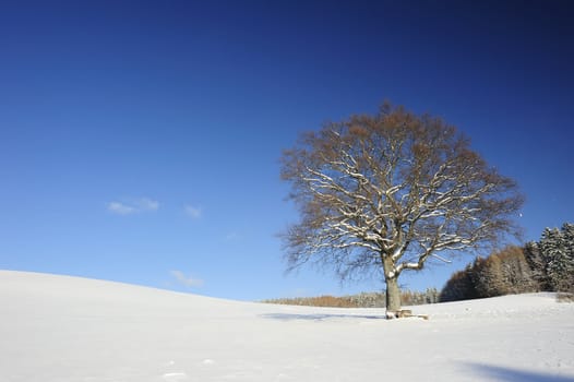 A solitary tree in a snowy winter landscape. Space for text in the sky.