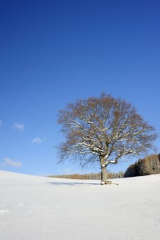 A solitary tree in a snowy winter landscape. Space for text in the sky or on the snow.
