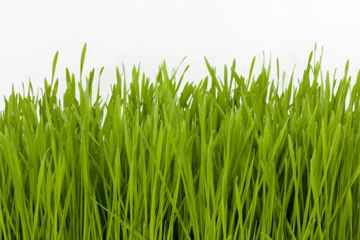 wheatgrass image with copy space