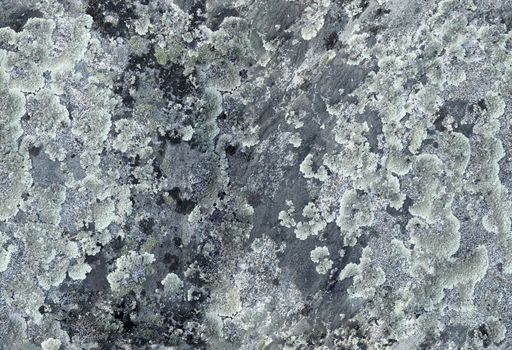 Rock surface covered with different lichens