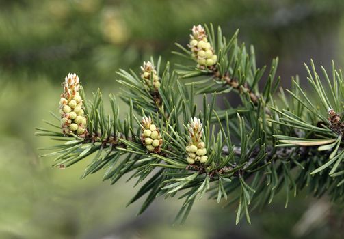 Young runaways of a pine in forest 